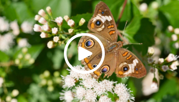 Buckeye butterfly on mistflower, video link
