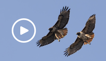Red-tailed hawk pair in flight, video link