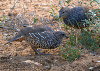 Scaled quail pair