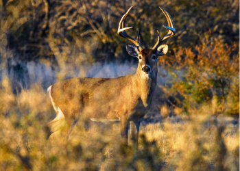 White-tail buck looks at camera