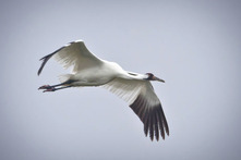 Whooping Crane in Flight