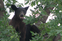 Bear in tree