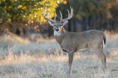 Whitetail buck 