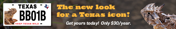 New Horned Lizard license plate, link
