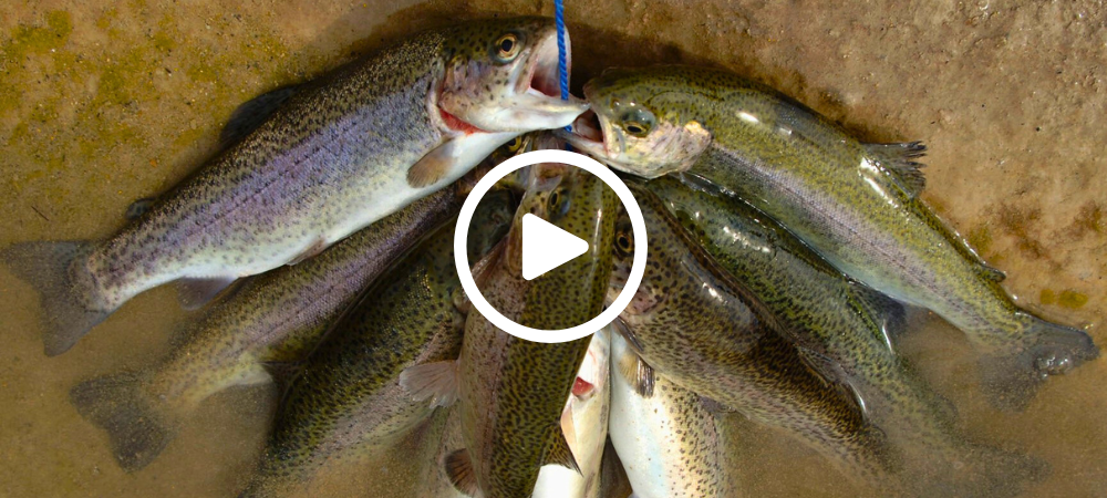 Trout on a stringer, video link