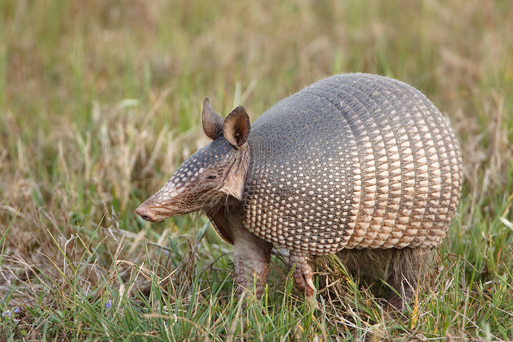 Nine-banded Armadillo