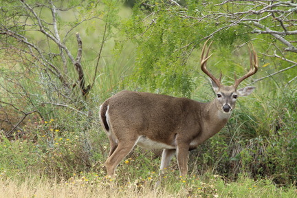 SouthTexasBuck
