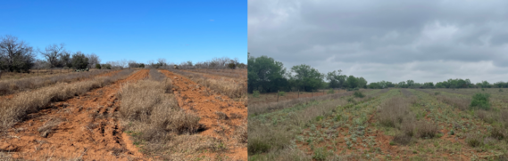 SidebySideComparisonofField