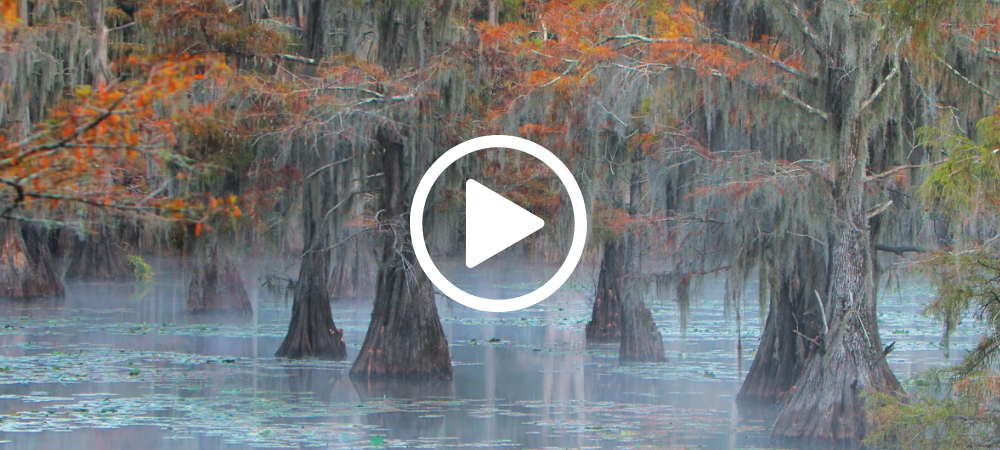 Cypress tress in turquoise water, video link