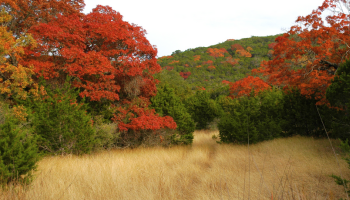fall color at Kronkosky SNA, link