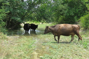 Livestock after Flooding