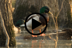 Mallard drake on log, video link