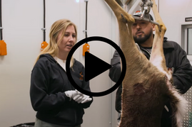 Hunters for the Hungry volunteers processing deer, video