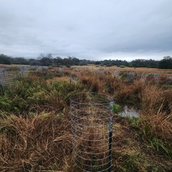 Woody Plant Protection along Riparian Zone