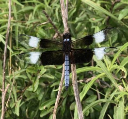 Dragonfly in Riparian Area