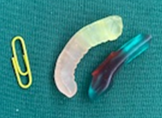 Picture of two gummy worms and a paper clip