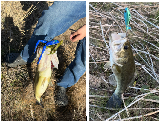 Pictures of fish caught on 3D printed lures