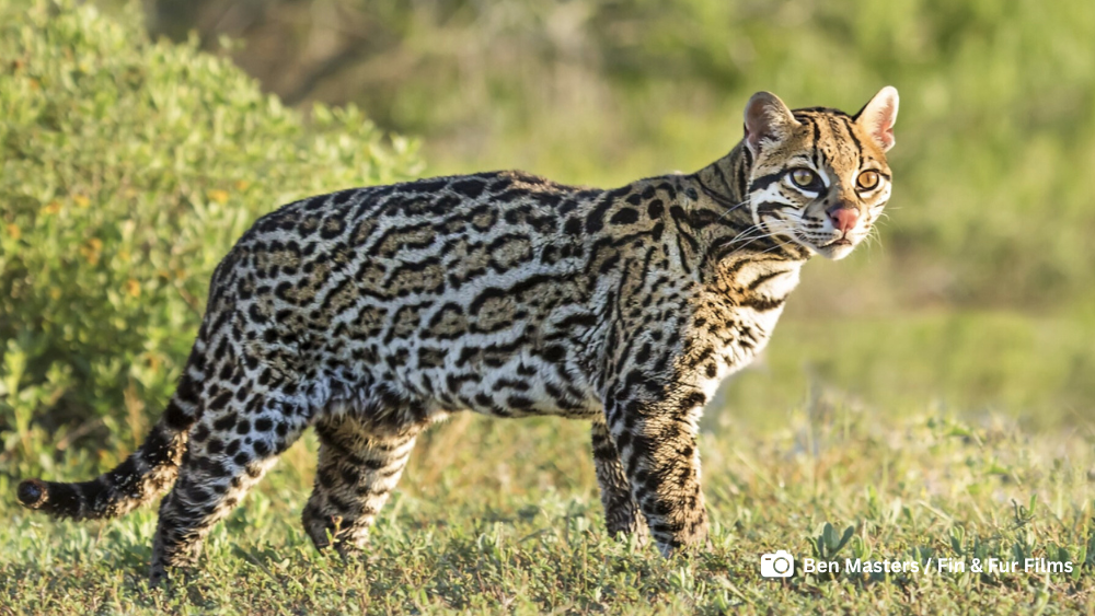 Ocelot walking, link