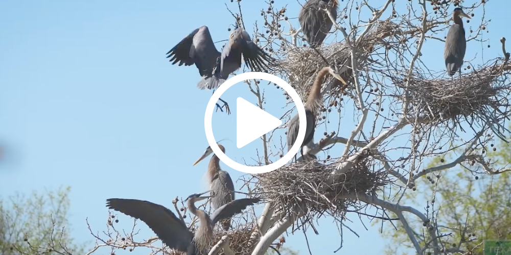 Great blue herons with multiple nests in a tree, video link