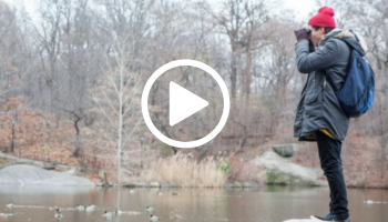 Winter bird watcher on pond with ducks, video link