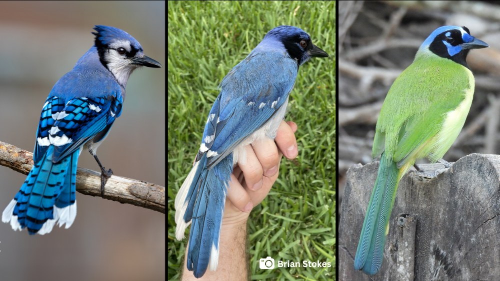 Blue jay, "grue jay," green jay, link