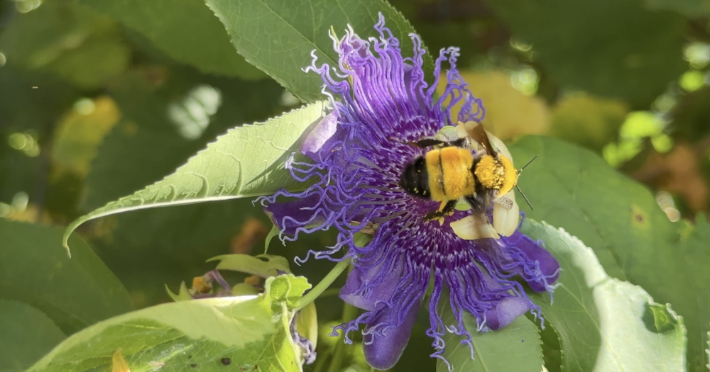 Bumble bee on passion flower, link