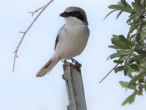 Loggerhead Shrike