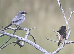 Loggerhead Shrike Kill