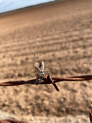 Loggerhead Shrike Grasshopper