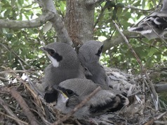 Loggerhead Shrike Young