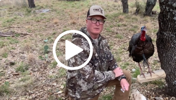 Hunter tagging a turkey, video link