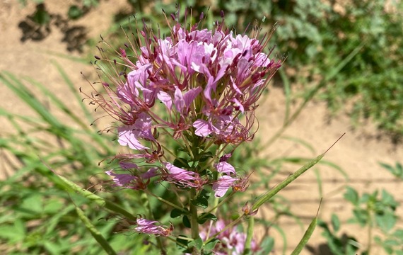 Rio Grande Clammyweed Edit