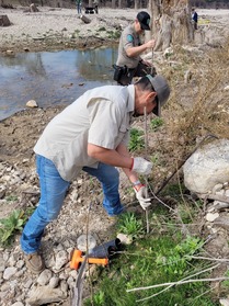 Planting a Tree Cutting 