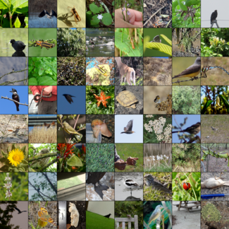 iNaturalist Example