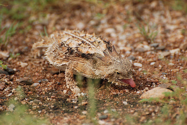 Texas Horned Lizard Eating an Ant