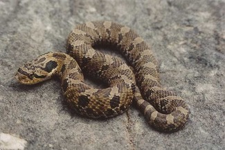 Eastern Hognose Snake