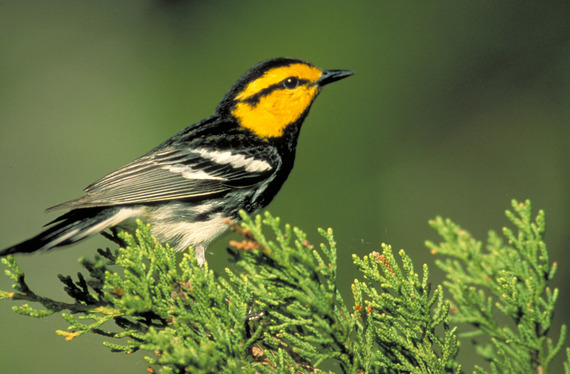 Golden-cheeked warbler