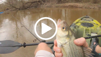 White bass held by angler in a kayak, video link