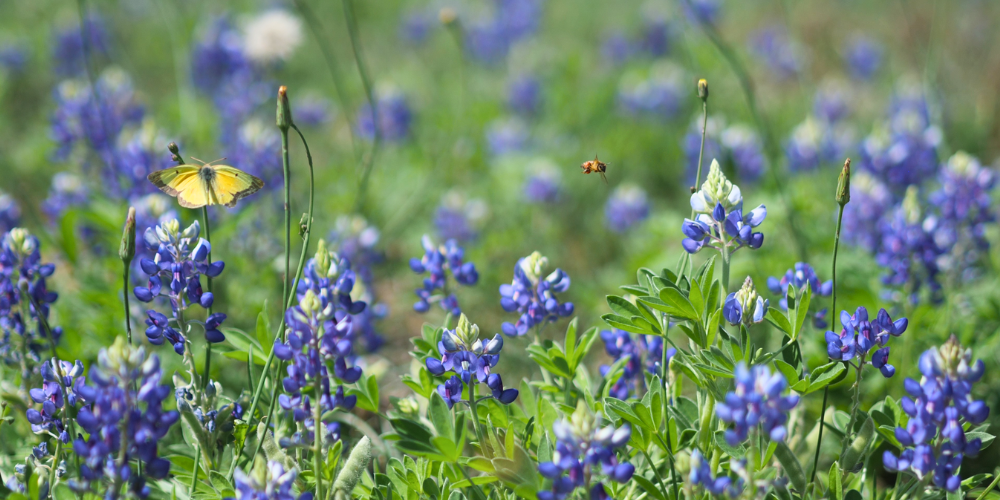 Bluebonnets, yellow butterfly and honeybee