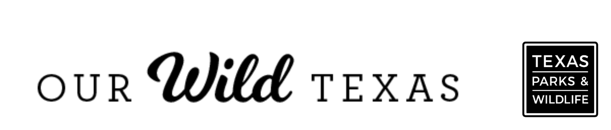 Our Wild Texas header w. 2026 logo