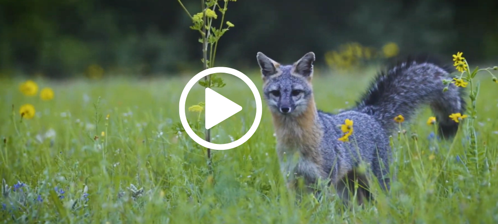 Fox in wildlflowers, video link