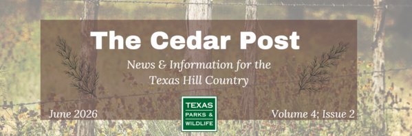 Newsletter Header