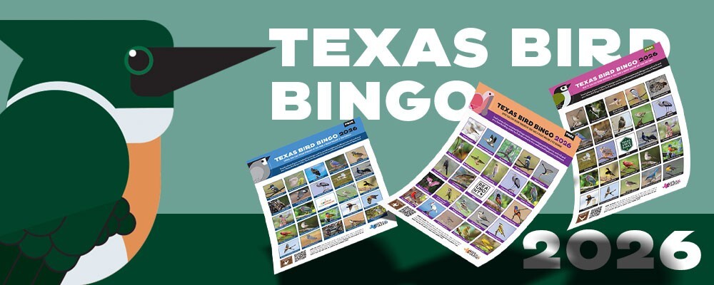 kingfisher graphic with bird bingo cards, link