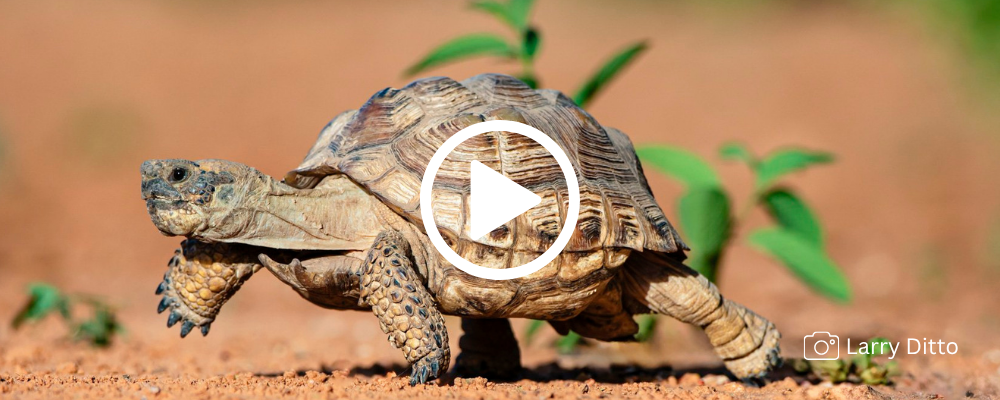 Texas tortoise walks on red earth, video link