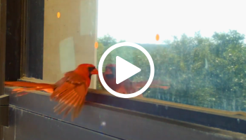 Cardinal bird at window, video link
