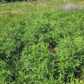 Western ragweed