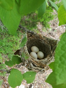 black-capped vireo nest