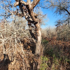 hypoxylon canker tree