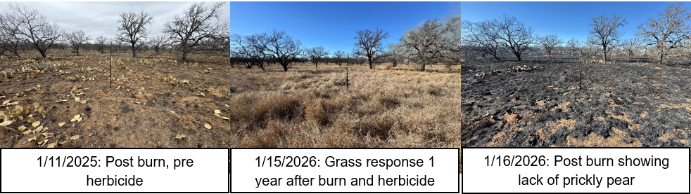Photo Points of prickly pear management 