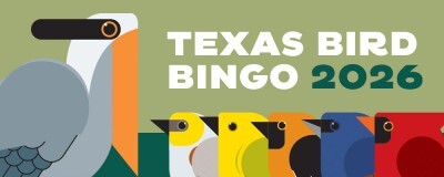 Bird Bingo with line-up of birds, link